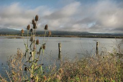 Arcata Marsh