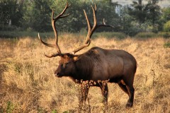 Roosevelt Elk near Orick