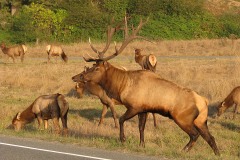 Roosevelt Elk near Orick