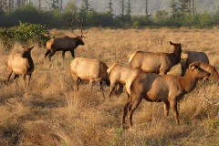 Roosevelt Elk near Orick