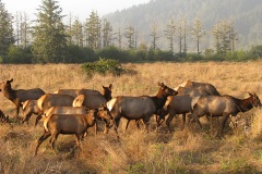 Roosevelt Elk near Orick