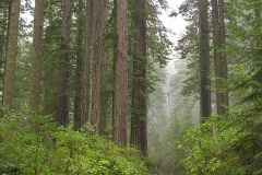 Lady Bird Johnson Grove