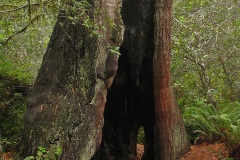 Lady Bird Johnson Grove
