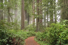 Lady Bird Johnson Grove
