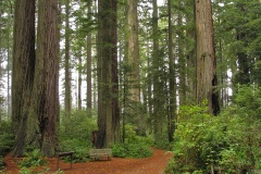Lady Bird Johnson Grove