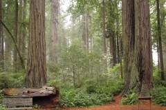 Lady Bird Johnson Grove