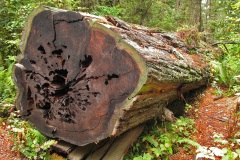 Lady Bird Johnson Grove