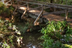 Bridge on Trail in Prairie Creek Redwoods