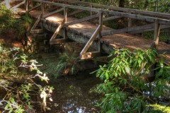 Bridge on Trail in Prairie Creek Redwoods