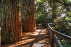Prairie Creek Redwoods