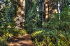 Prairie Creek Redwoods