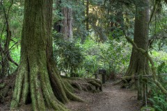 Prairie Creek Redwoods