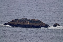 turtle-rocks