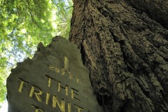 The Trinity Tree at Trees of Mystery