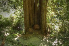 Trees of Mystery