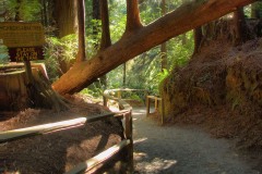 Trees of Mystery