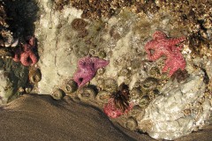 Starfish at Trinidad State Beach