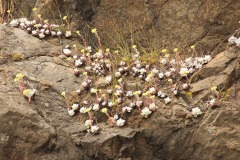 Dudleya at Trinidad State Beach