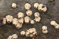Barnacles at Trinidad State Beach