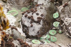 Tidepools with Sea Anemones at Trinidad State Beach