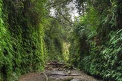 Fern Canyon