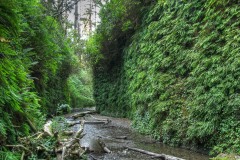 Fern Canyon