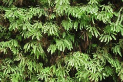 Fern Canyon