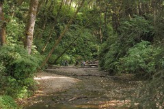 Fern Canyon