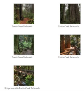 northern california redwoods